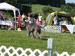 13.-14.8. 2011 výstava psů a coursing - 1227303797_1311275443_thumb.jpg